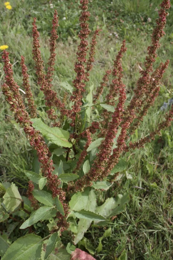 Rumex Spp